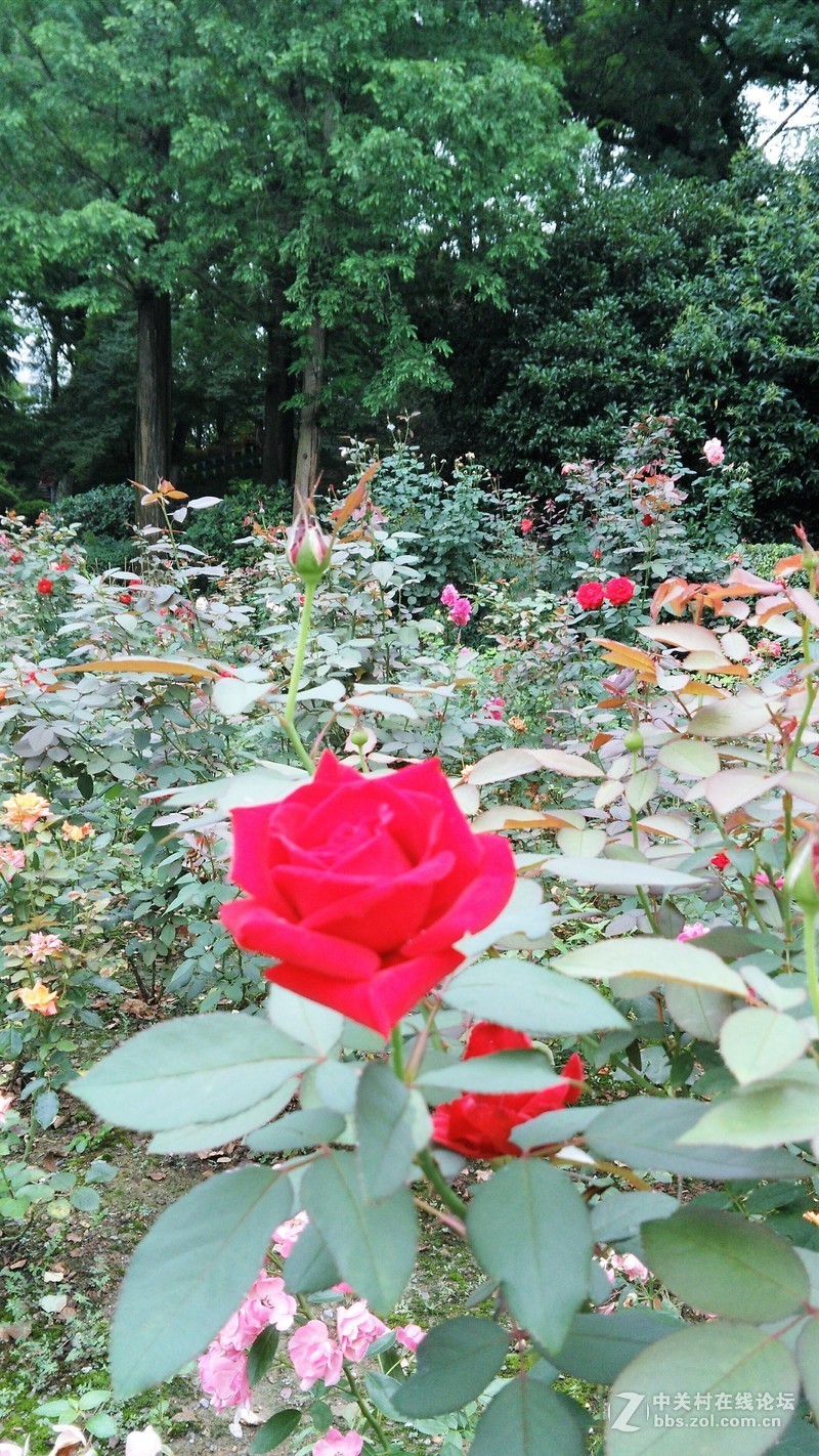 春分公园看荷花