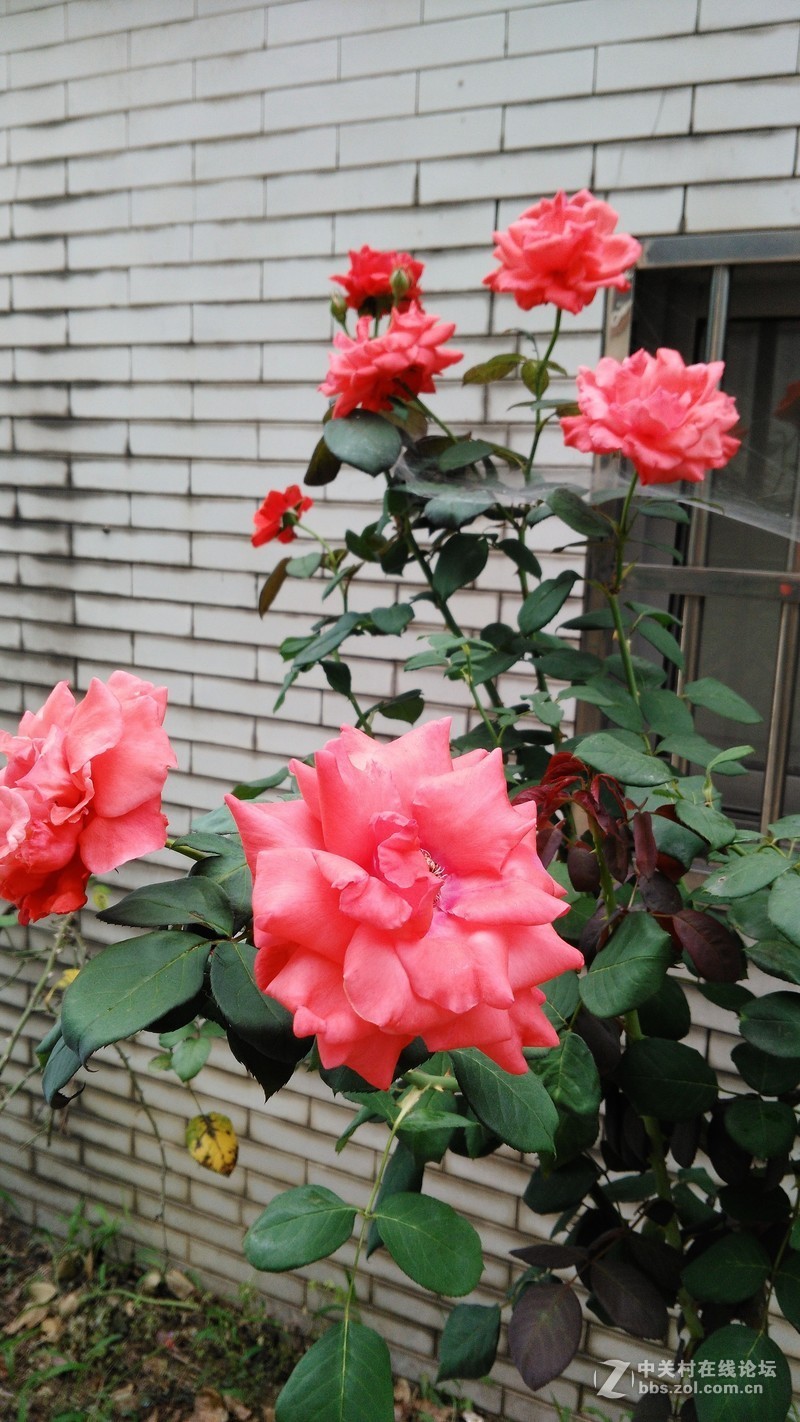 春分公园看荷花