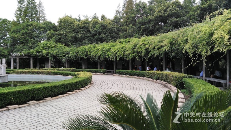 春分公园看荷花