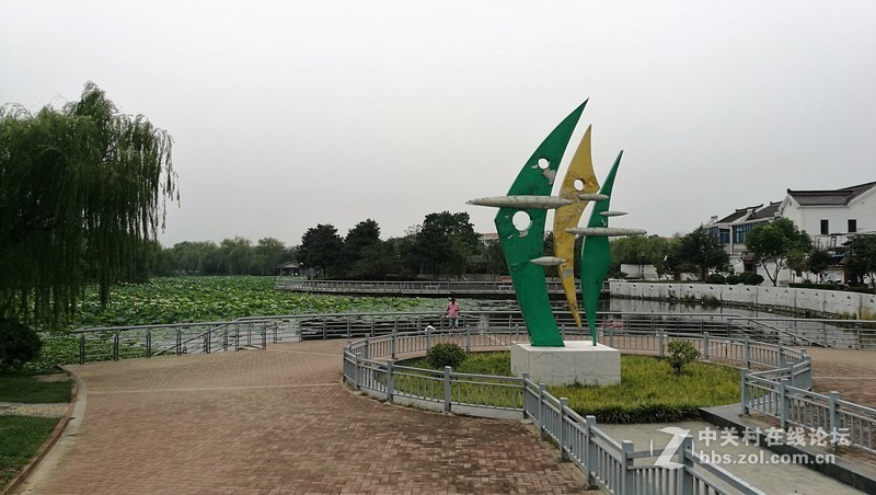 春分公园看荷花