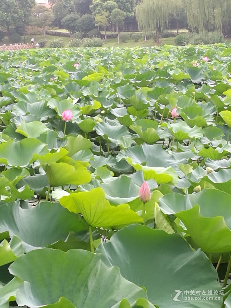 春分公园看荷花