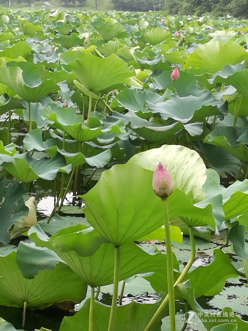 春分公园看荷花