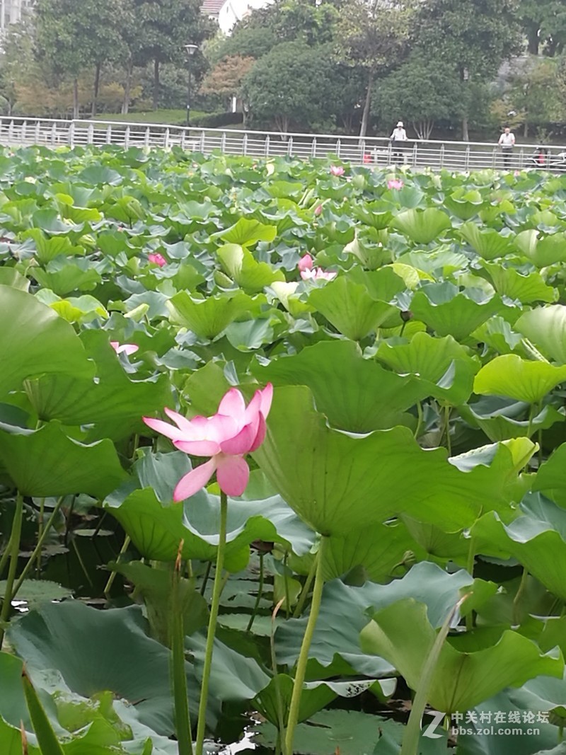 春分公园看荷花
