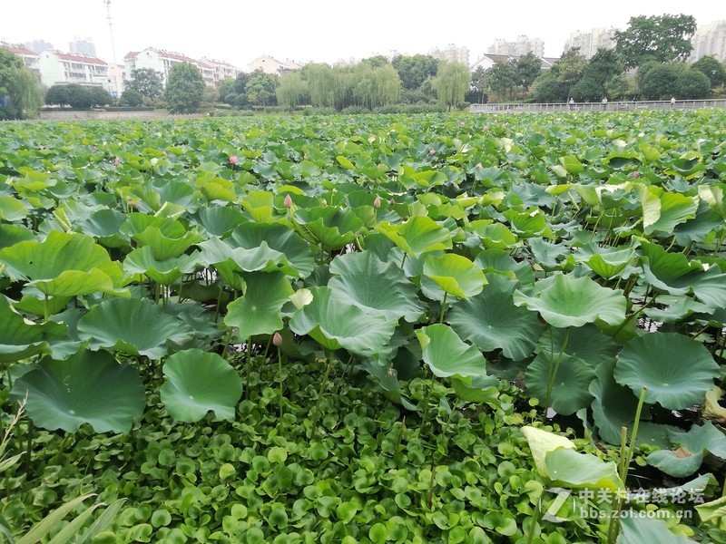 春分公园看荷花