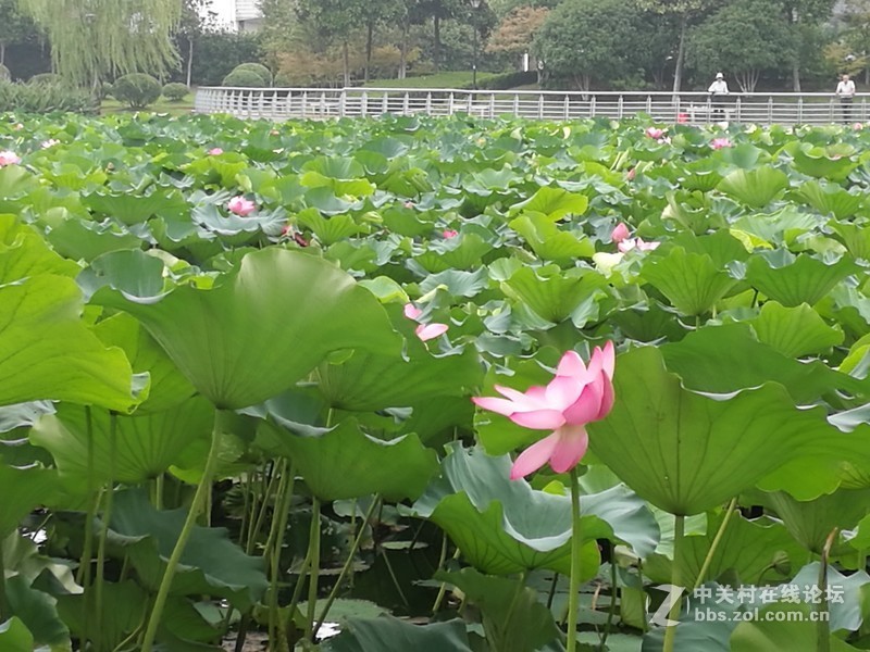 春分公园看荷花