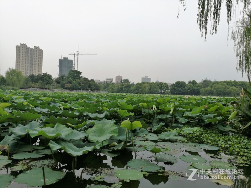 春分公园看荷花