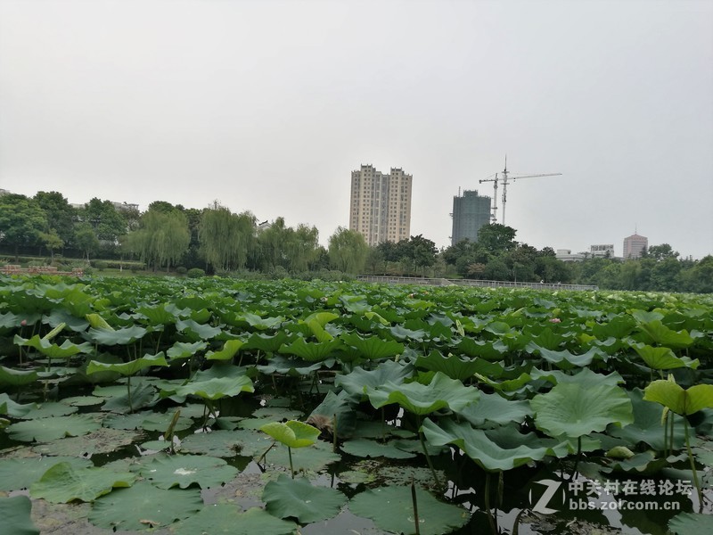 春分公园看荷花