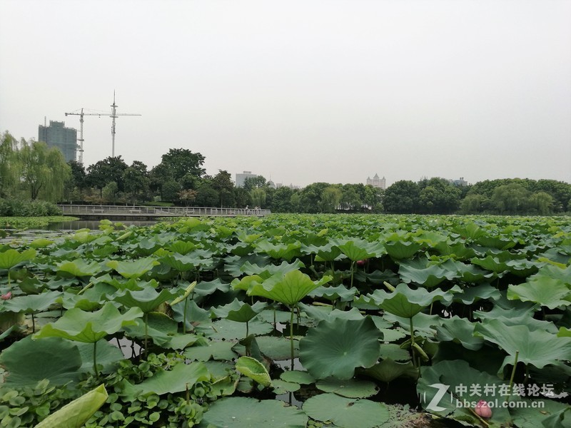 春分公园看荷花