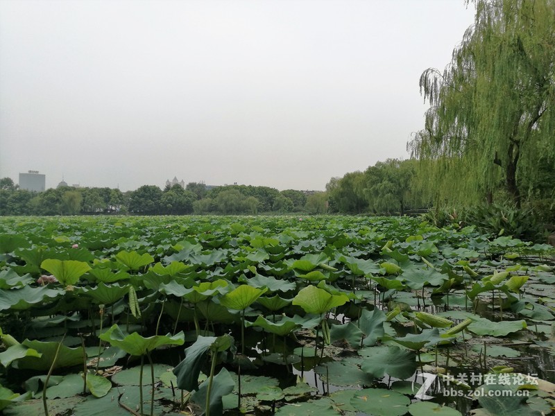 春分公园看荷花