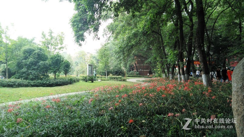 春分公园看荷花