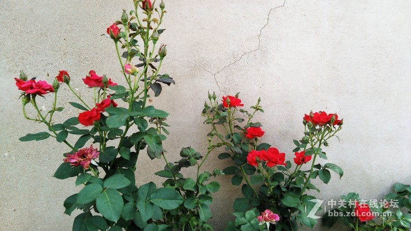 春分公园看荷花