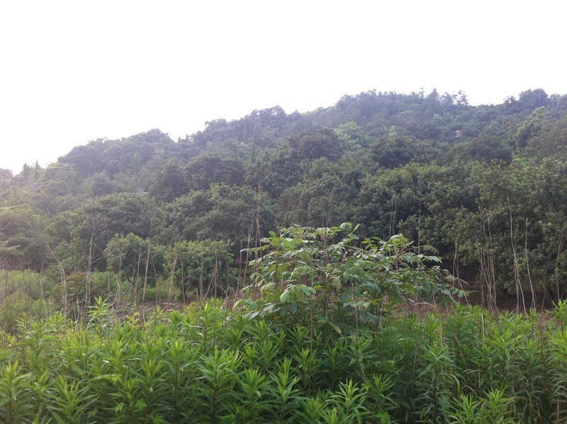 【分享】昨天下午去了趟杨梅山（还没熟）