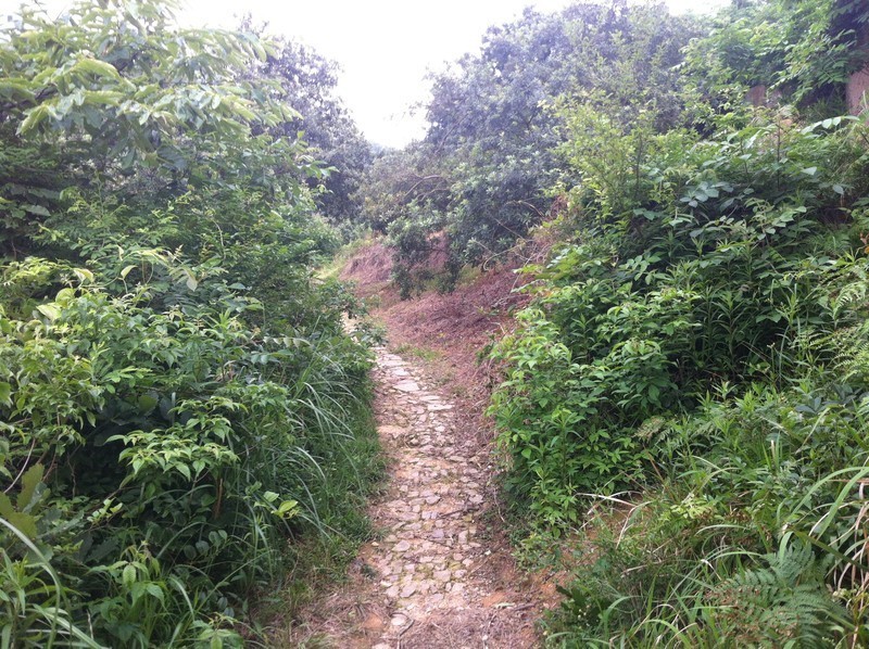 【分享】昨天下午去了趟杨梅山（还没熟）