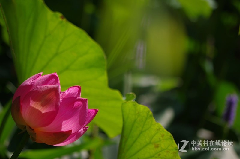 #白塔影集#最后的荷花