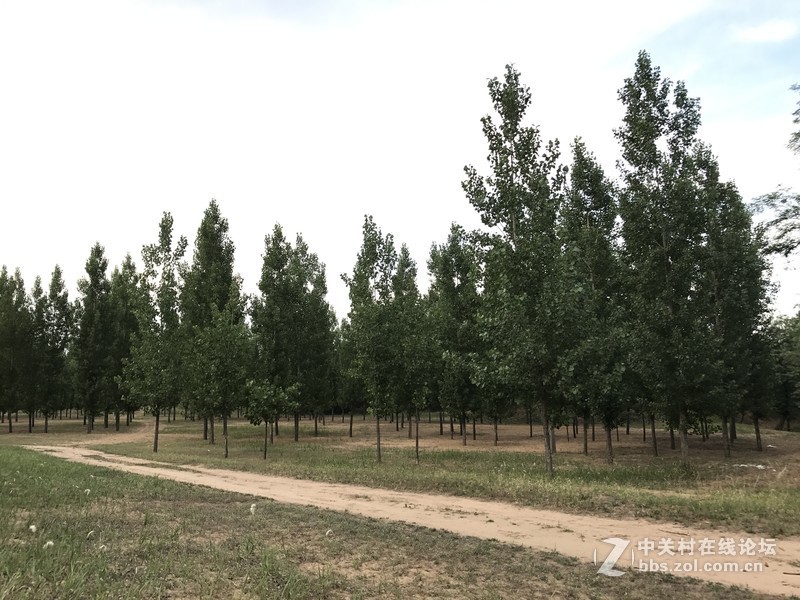 这是一个白茅根开花杨须的季节