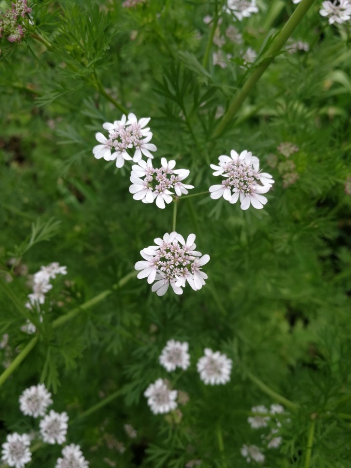 有知道是什么花吗