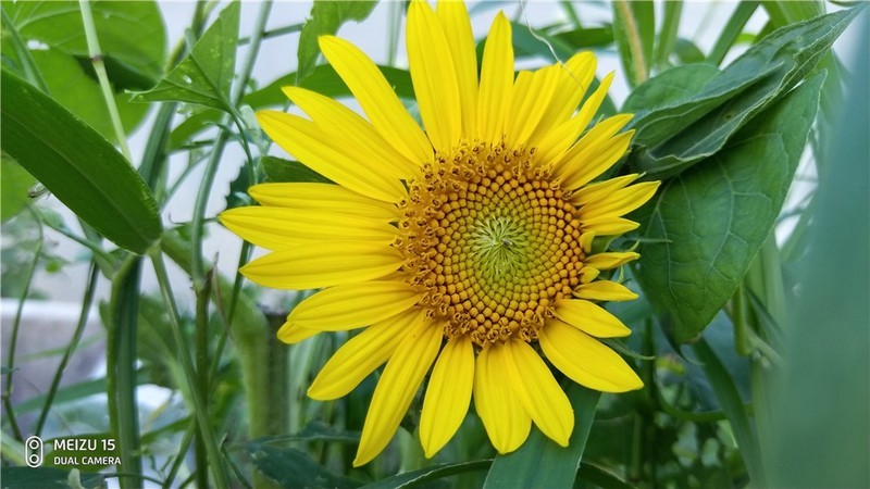 魅族16要来，魅族15体验依旧那么好继续入手体验