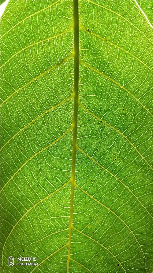 魅族16要来，魅族15体验依旧那么好继续入手体验