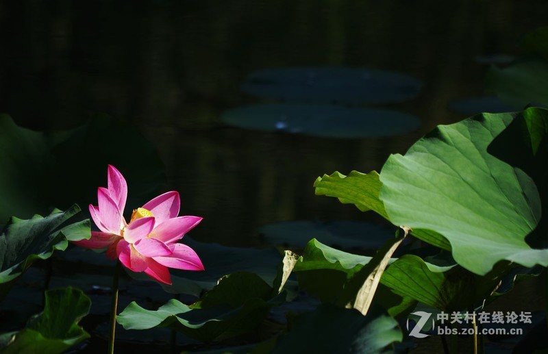 #白塔影集#最后的荷花