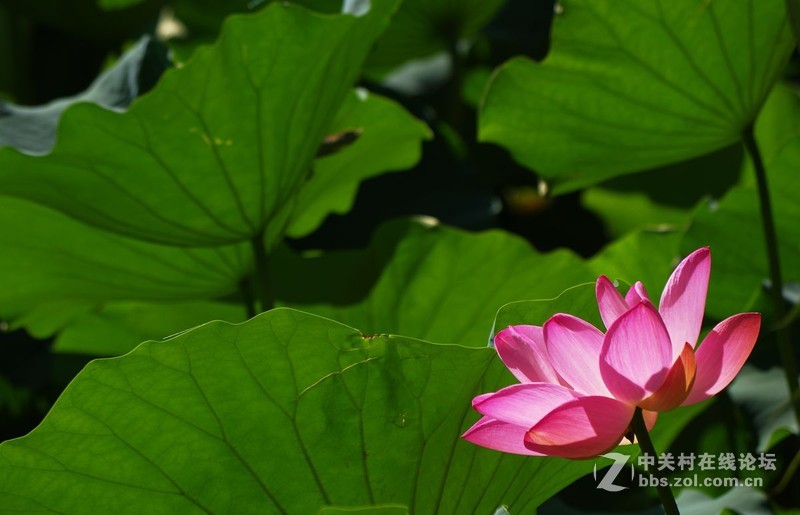 #白塔影集#最后的荷花