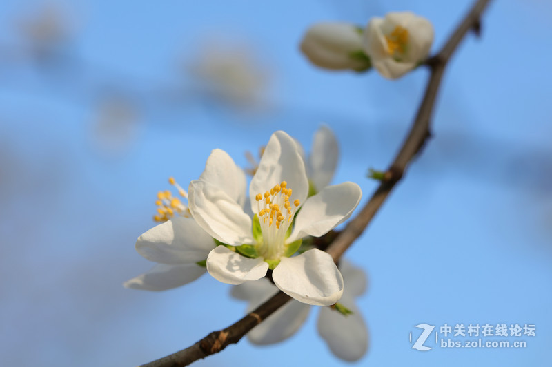 学习微距，请多指教