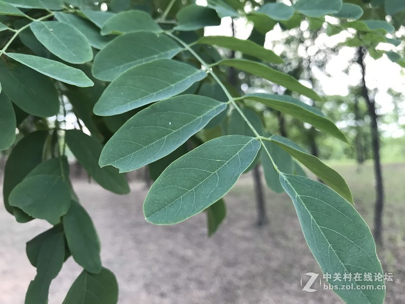 这是一个白茅根开花杨须的季节