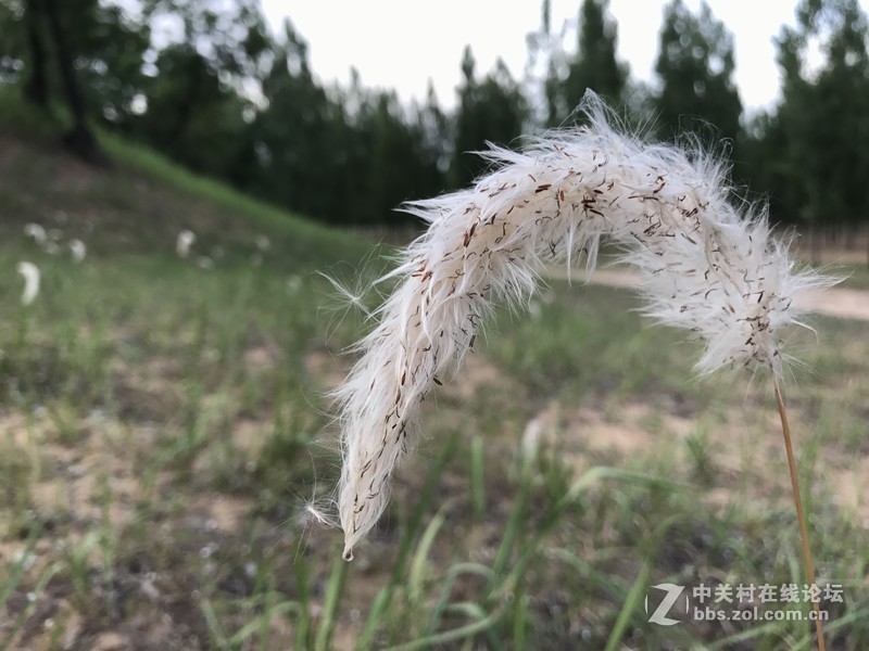 这是一个白茅根开花杨须的季节