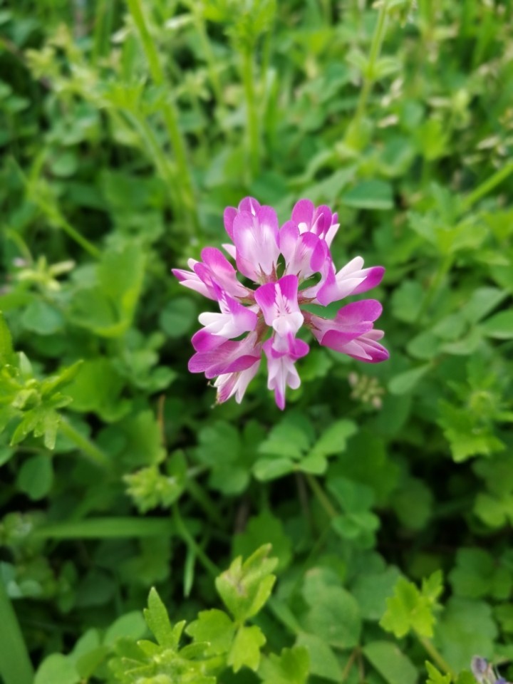 有知道是什么花吗