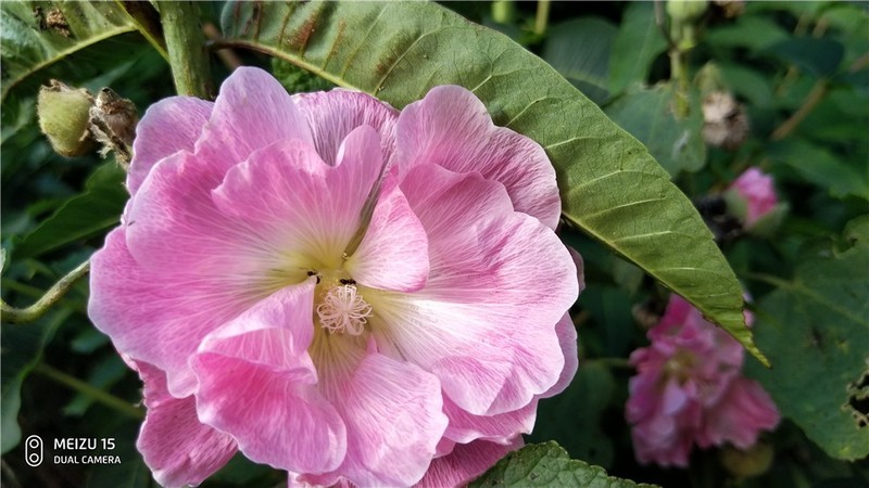 魅族16要来，魅族15体验依旧那么好继续入手体验