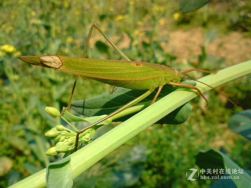 怀念一下，发几张K550c的风景微距