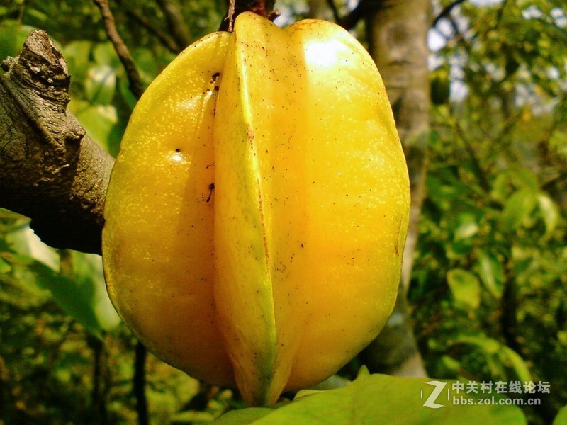 怀念一下，发几张K550c的风景微距