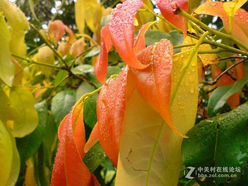 怀念一下，发几张K550c的风景微距