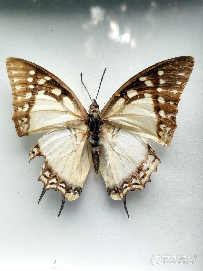 重庆南山壹华里小米8试拍