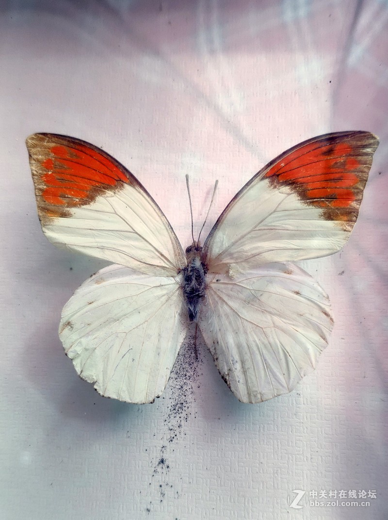 重庆南山壹华里小米8试拍