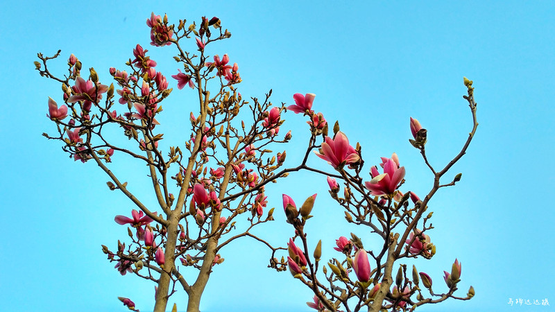 人间世。。。。。。。。红米3随手拍