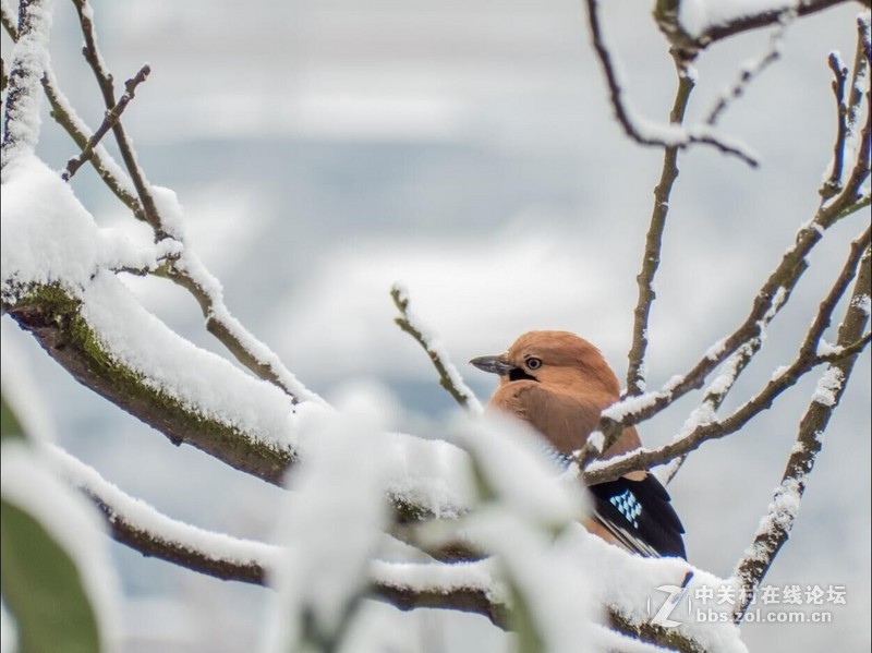 开启全民晒雪景模式