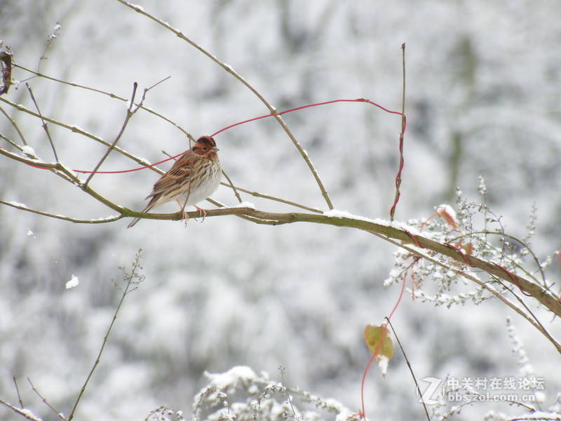 开启全民晒雪景模式