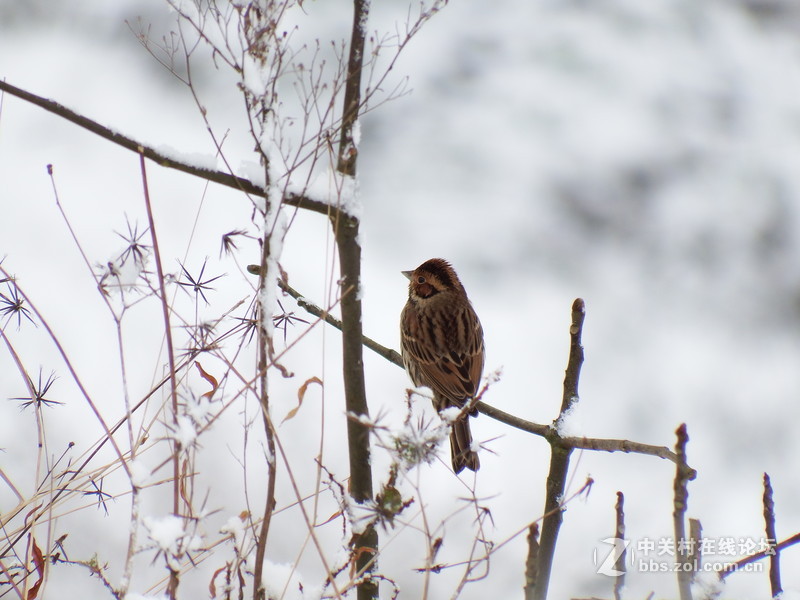 开启全民晒雪景模式