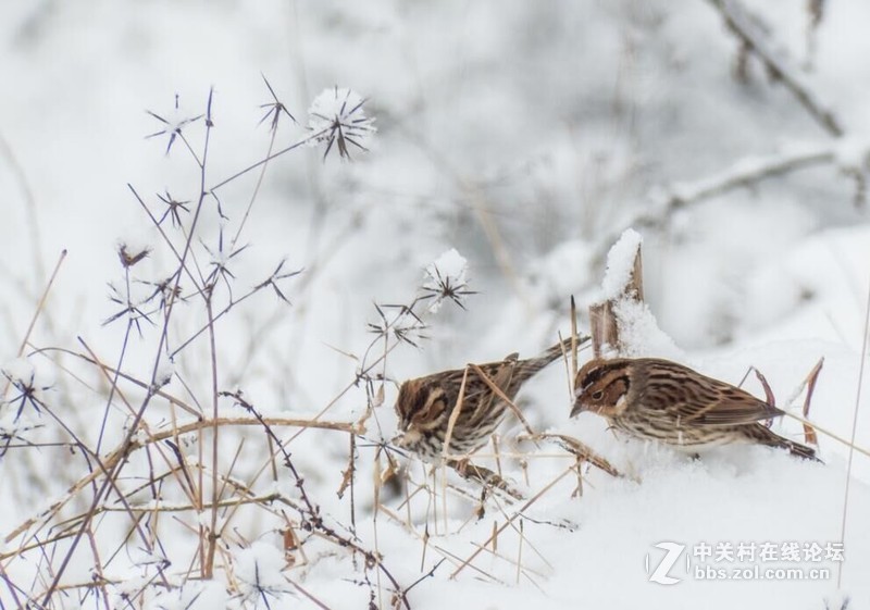 开启全民晒雪景模式