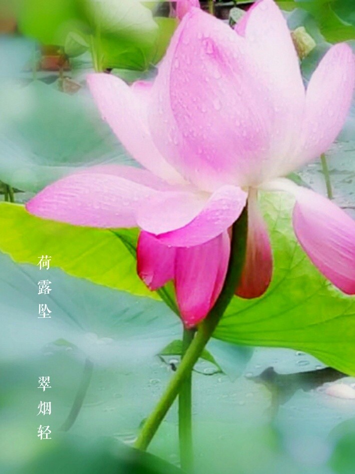 【夏天】荷花禅语
