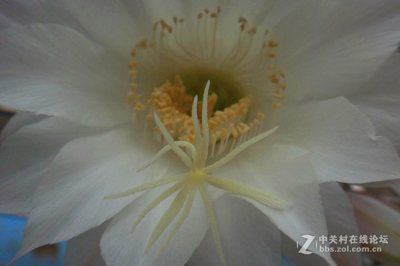 我家的仙人球花开了