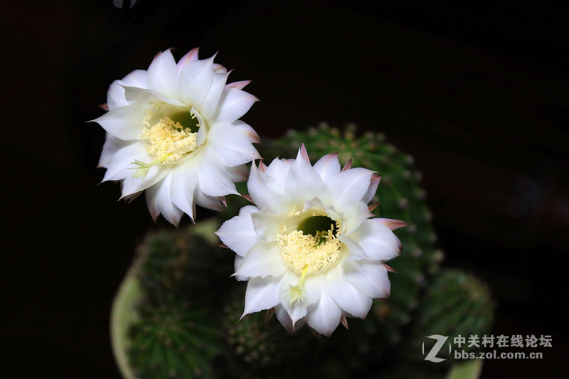 我家的仙人球花开了