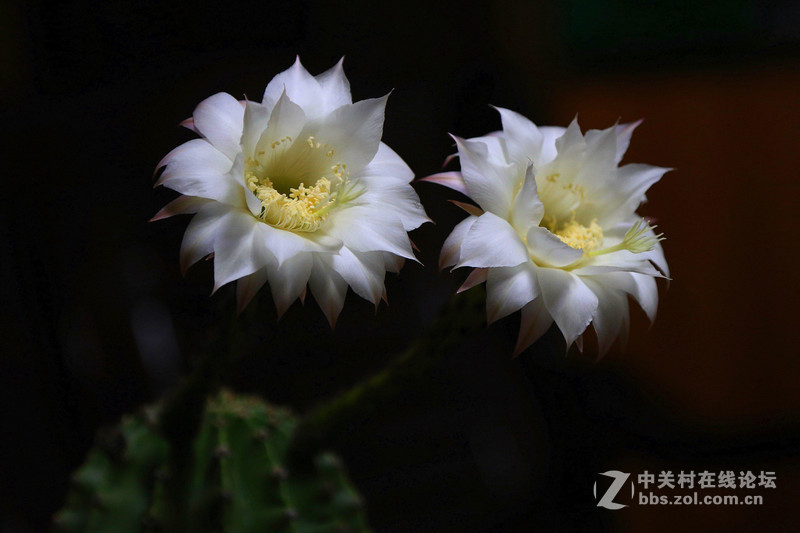 我家的仙人球花开了