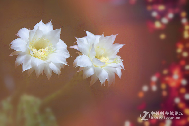 我家的仙人球花开了