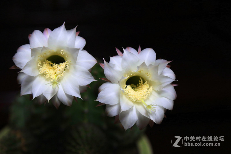 我家的仙人球花开了