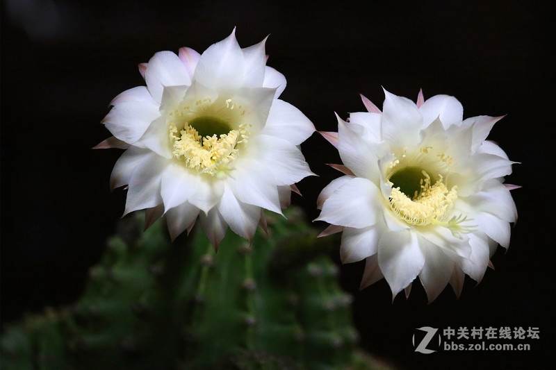 我家的仙人球花开了