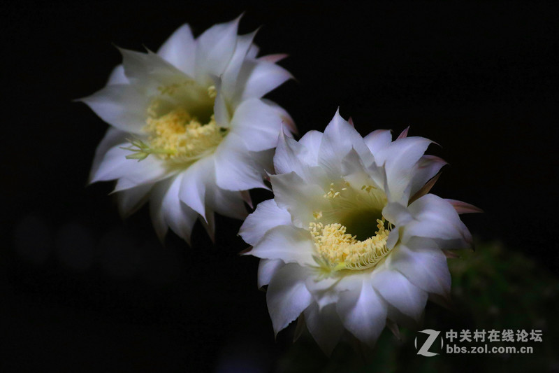我家的仙人球花开了