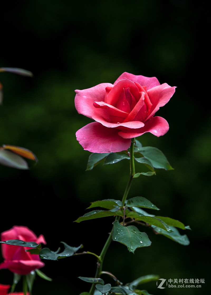 月季花