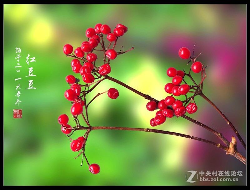 冬拍【红豆豆】