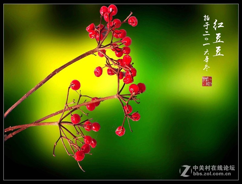 冬拍【红豆豆】